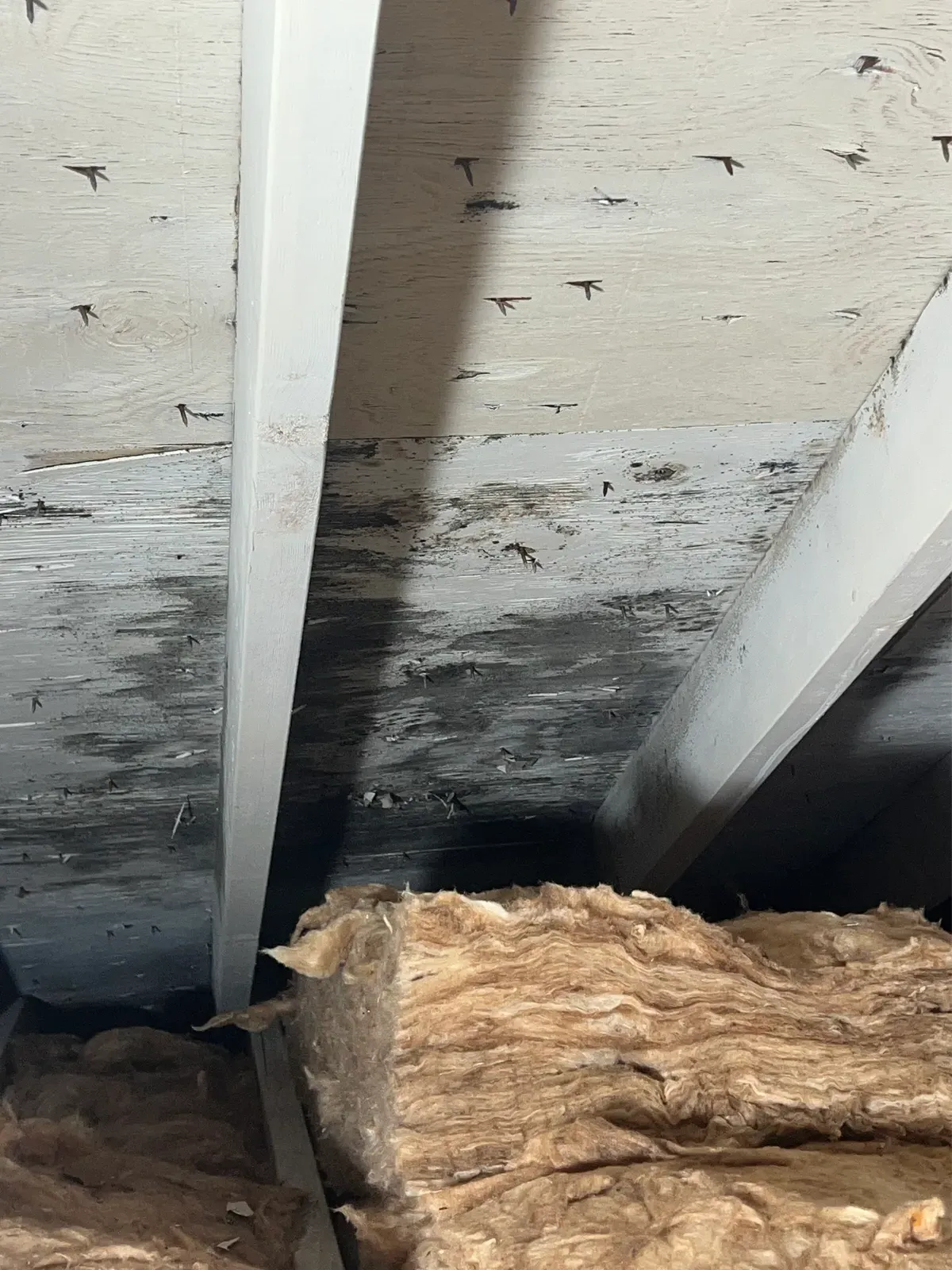 Attic Mold Remediation — before